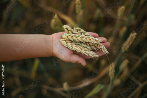 a child's hand holds ripe ears of wheat