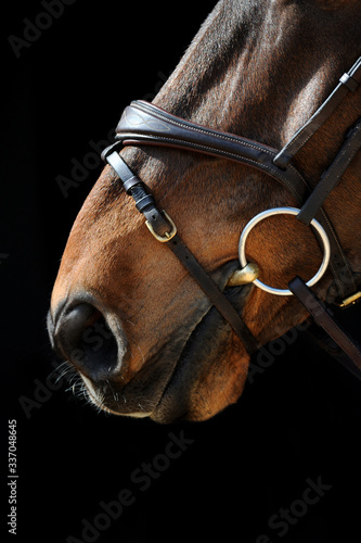 Fototapeta Naklejka Na Ścianę i Meble -  Horses nose
