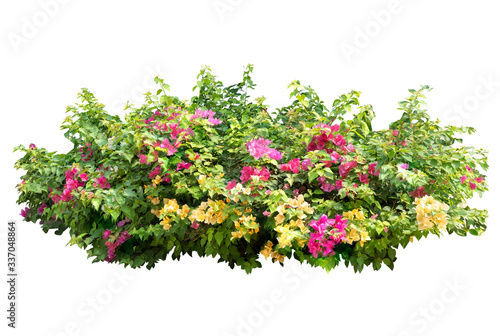 Large Bougainvillea flowering spreading shrub . There are  red, pink,white and  Purple flower isolated on white background