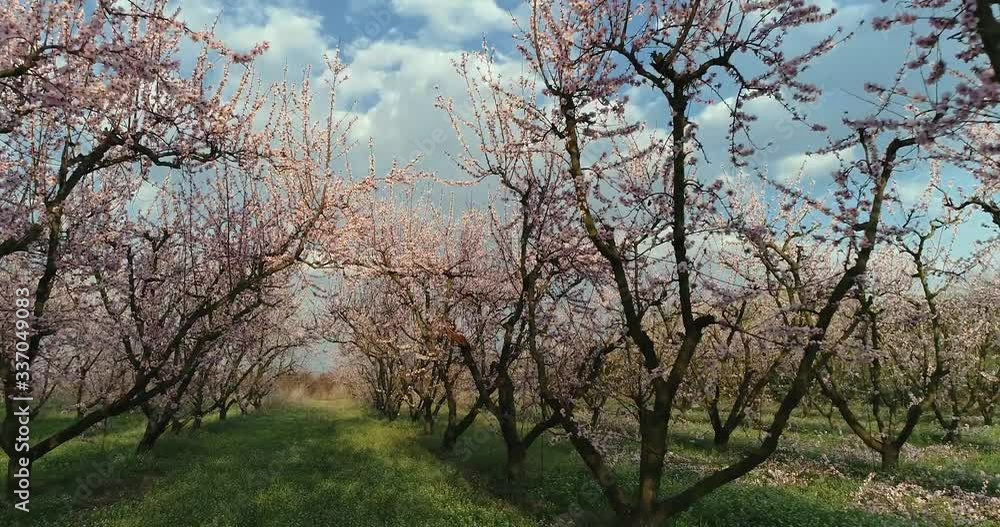 orchard of bloomed peach trees in spring orchard of bloomed peach trees in spring