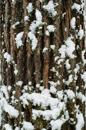 snow covered tree trunk overgrown with moss and lichen