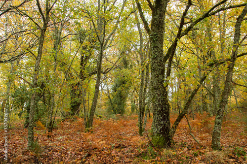 Autumnal woodland © Azahara MarcosDeLeon