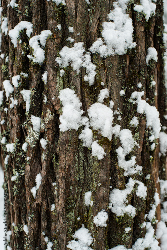 snow covered tree trunk overgrown with moss and lichen