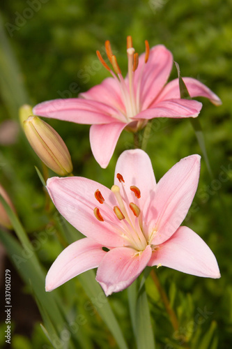 pink asaitic lilies