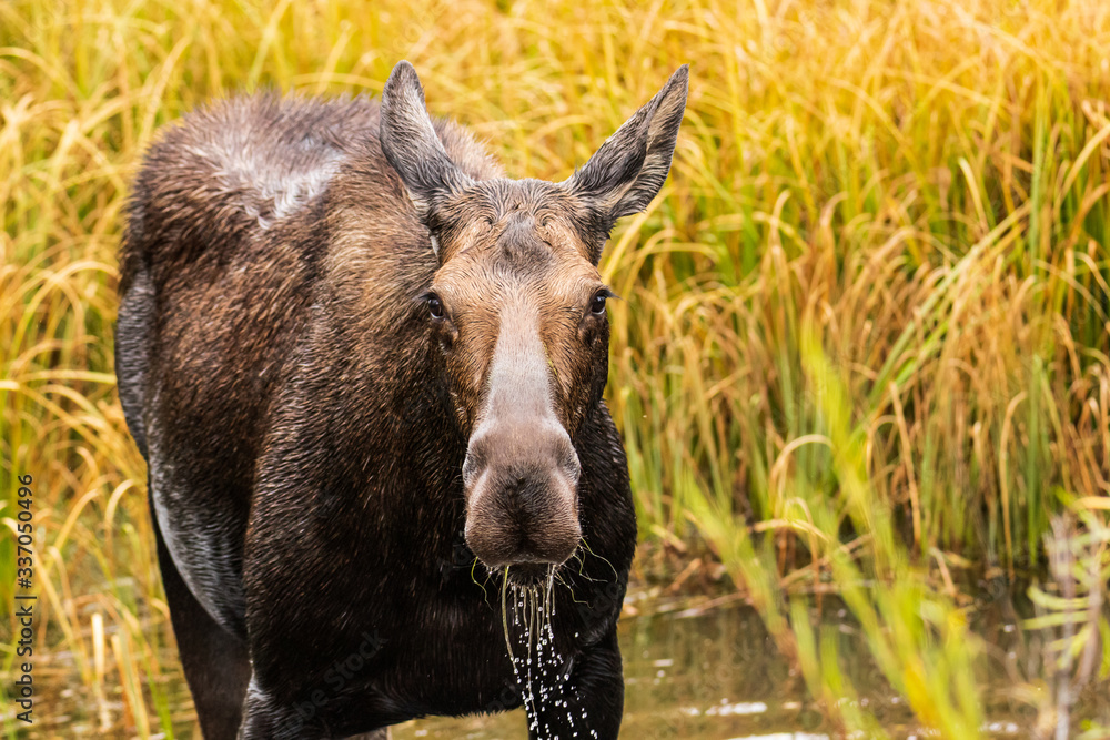 Fototapeta premium closeup of a Moose looking at camera with water dripping from her mouth