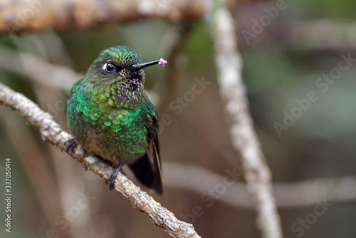 Small hummingbird perched on a tiny branch in the forest