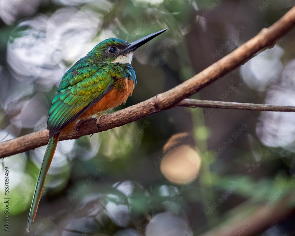 Fototapeta premium Wonderful bird perched on the tree branch