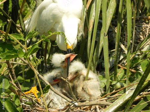 Snowy Egret Chicks Feeding