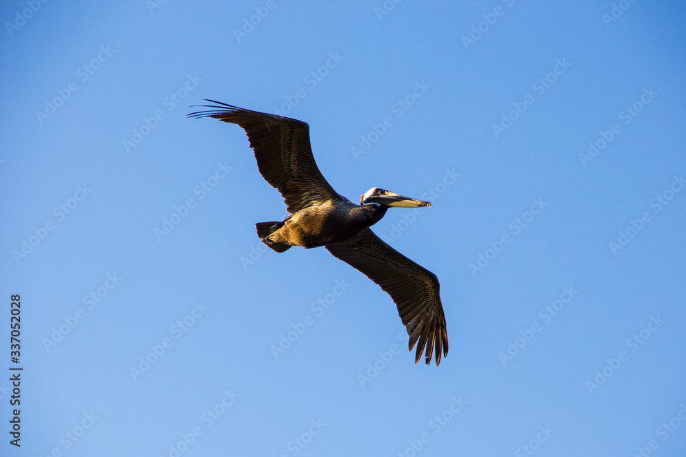 Obraz premium pelican in flight