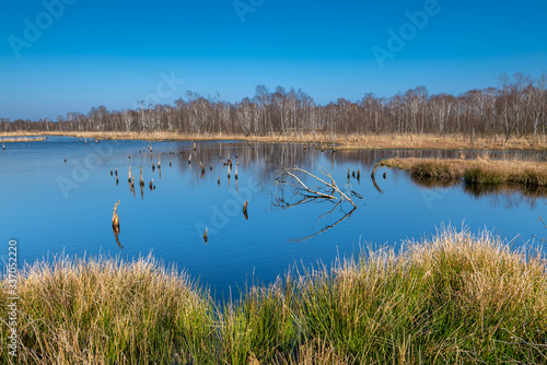 Hamburg, Germany. The nature reserve Wittmoor in early spring. It is the last upland moor in northern Hamburg. photo