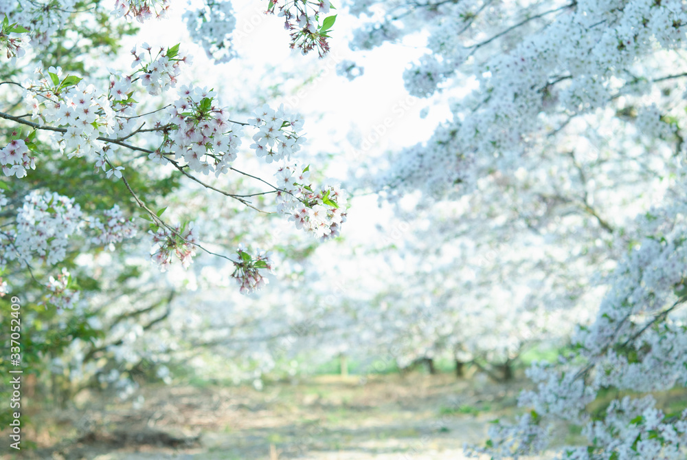 Fototapeta premium 夕方の桜並木