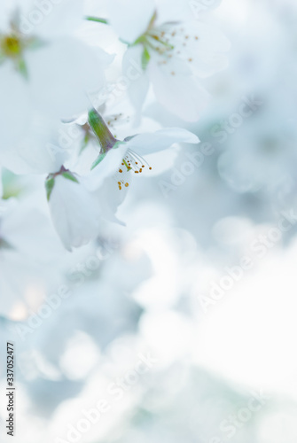 桜の花 © maco