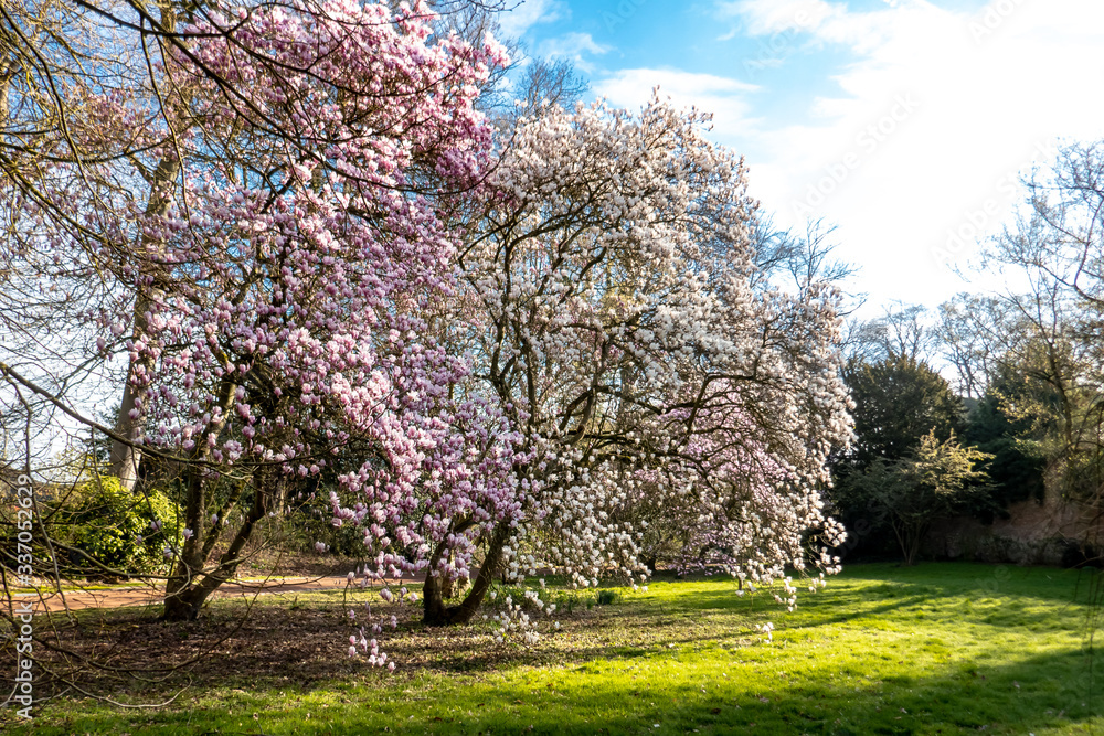 Magnolia trees with flowers Magnolia trees with flowers
