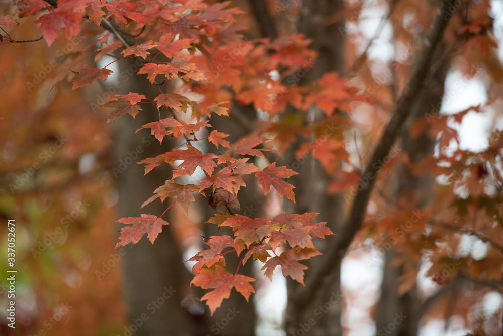 Fall Color Fall Color