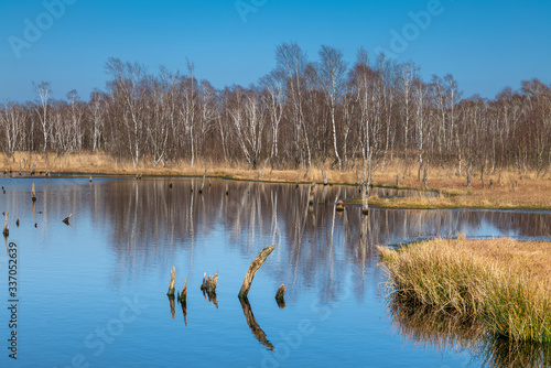 Hamburg, Germany. The nature reserve Wittmoor in early spring. It is the last upland moor in northern Hamburg.