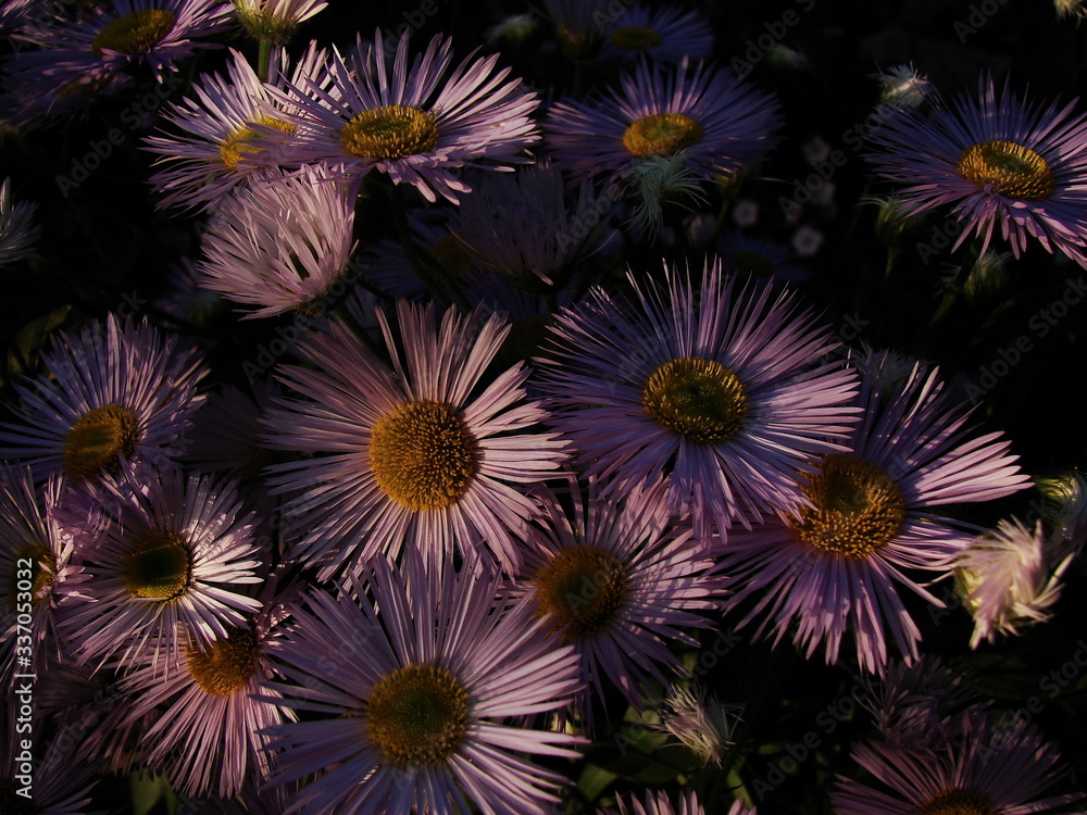 Beautiful colorful summer flowers Beautiful colorful summer flowers