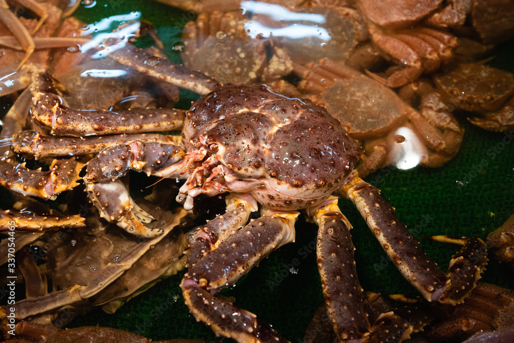Alaska Crab In A Tank Alaska Crab In A Tank