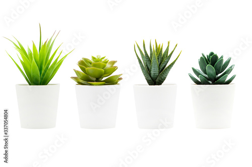 Indoor small green plant isolated on white