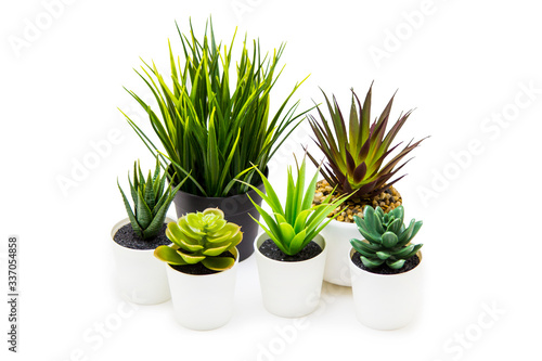 Indoor small green plant isolated on white