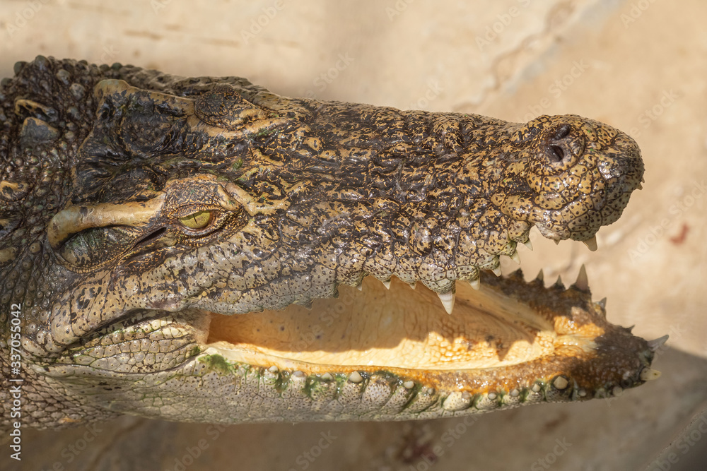 Fototapeta premium Closup crocodile with a mouth open.