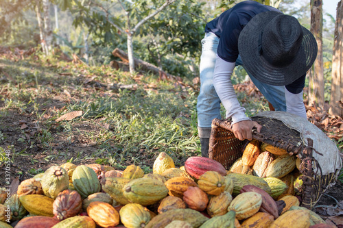 Farmer takes cocoa pod in harvest
