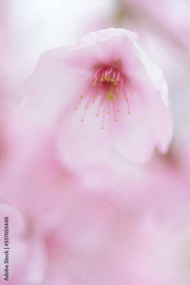 桜の花びらのアップ