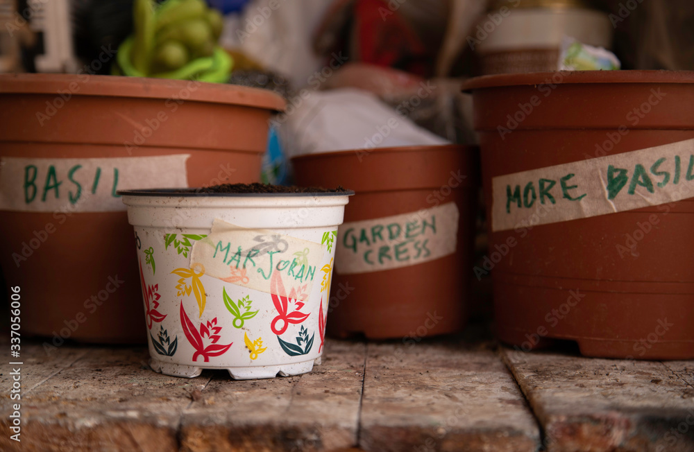Pots with herbs recently seeded. Basil, garden cress and marjoram. Pots with herbs recently seeded. Basil, garden cress and marjoram.