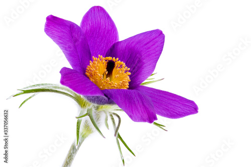 Fotografía Pasque Flower Isolated on White Background