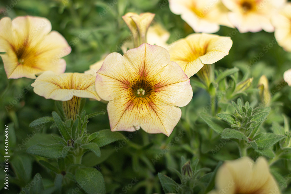 Yellow Petunia Yellow Petunia