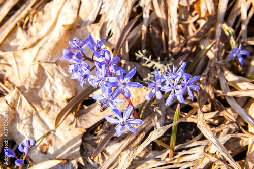 Blooming Scilla bifolia (two-leaf squill), Kirkkonummi, Finland photo