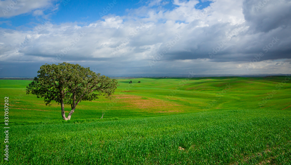 Obraz premium lonely tree in the field