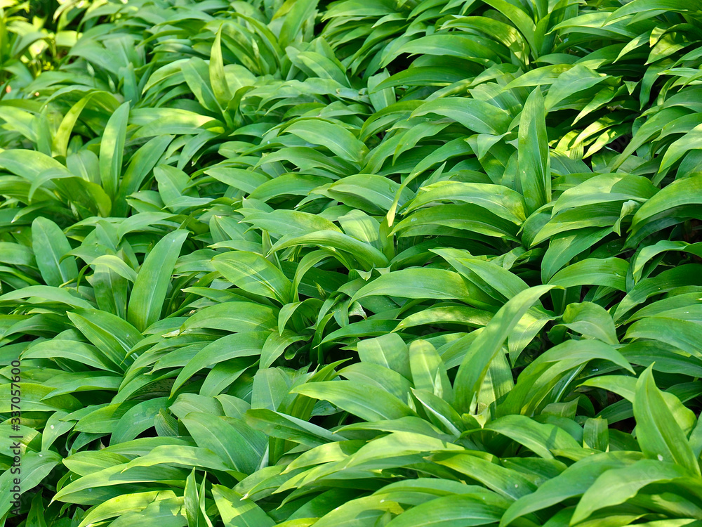 Fototapeta premium Edible field of wild garlic plants