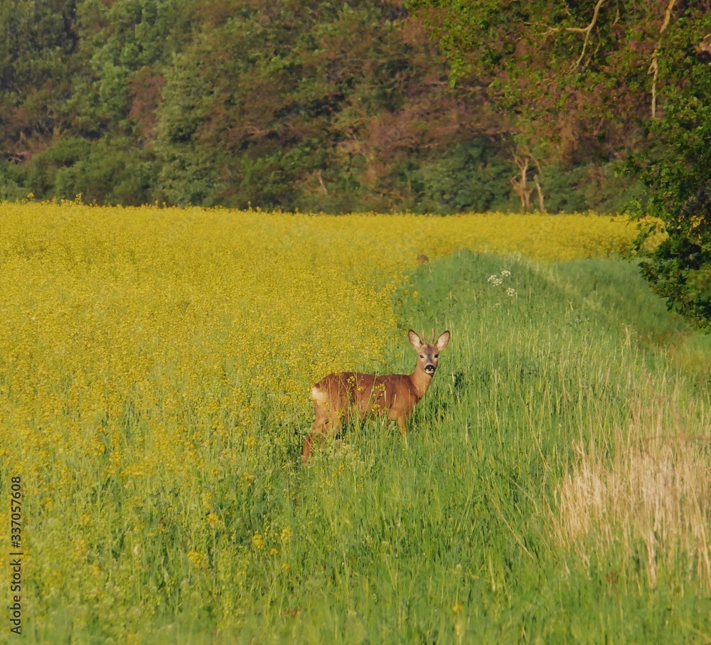 Naklejka premium Rehwildjagd 