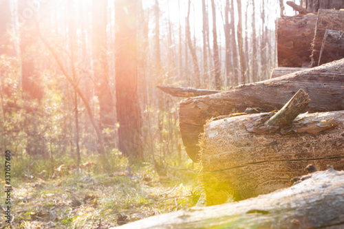 pile of logs under sunshine photo