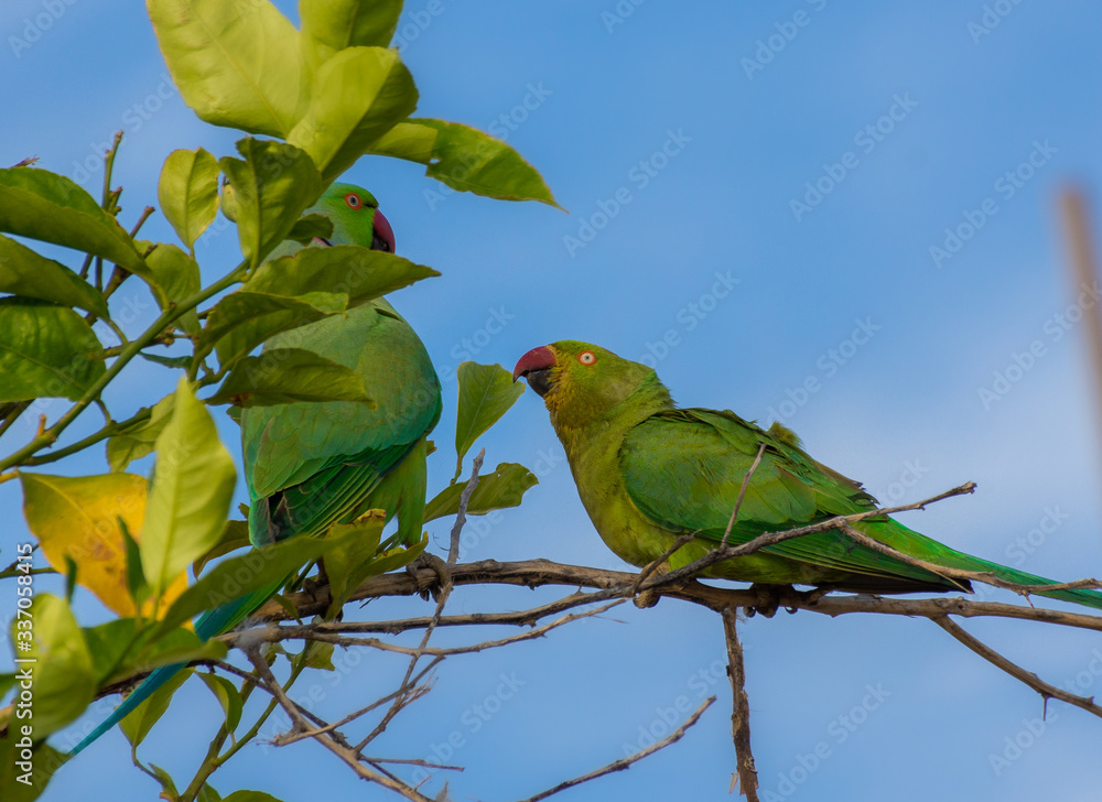 Obraz premium green parrot 