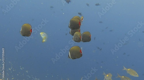 Group of redtail butterflyfishes in the blue sea. Indian ocean, Maldives. 4K photo