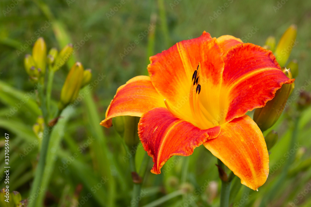 orange daylily orange daylily