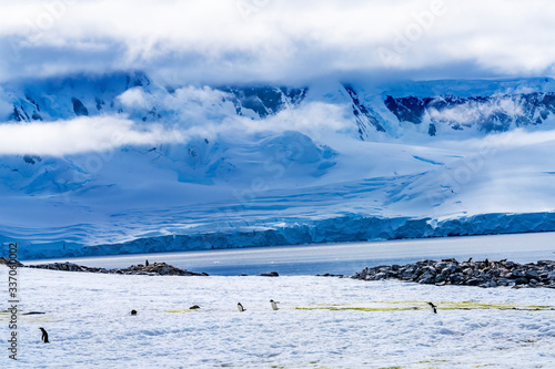 Gentoo Penguins Snow Highway Rookery Damoy Point Antarctica photo