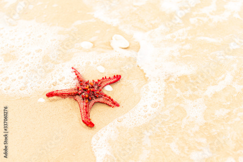 Red starfish is on a beach sand close up. Starfish is in the sea waves. Sea concept. Background horizontal format. Space for text. Starfish is view from above