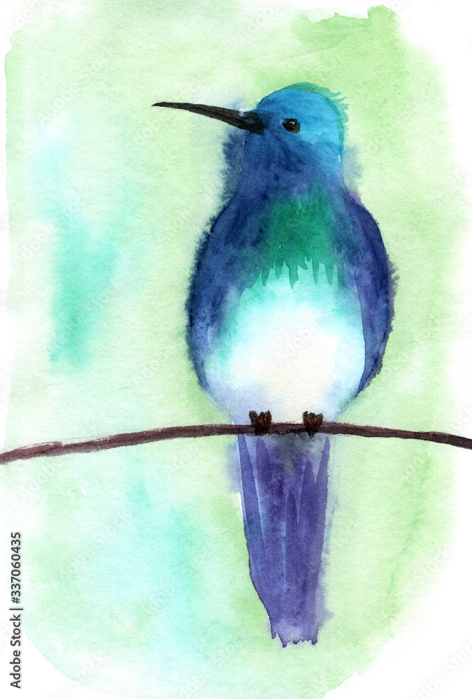 Hummingbird Bird Watercolor