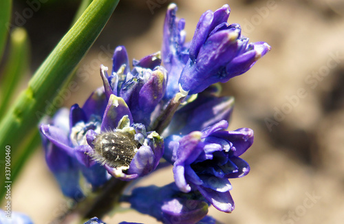 Tropinota hirta bug photo