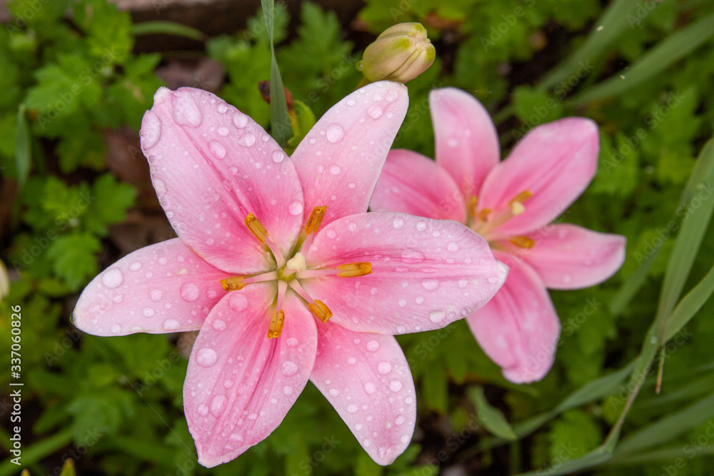 Fototapeta premium pink asiatic lilies