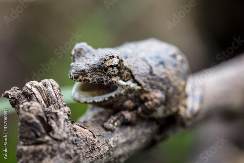 frog on a branch