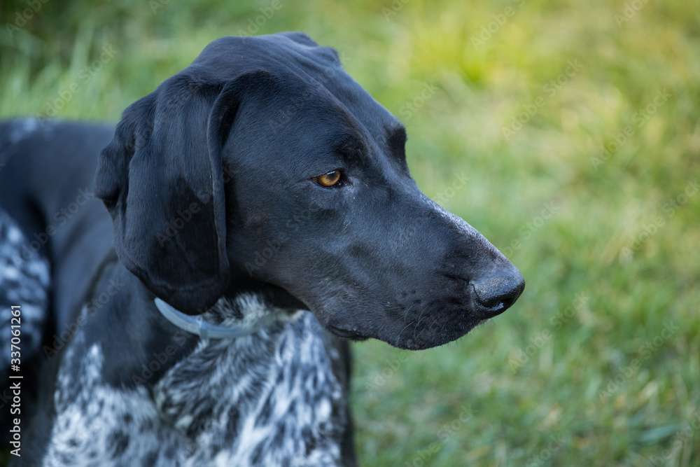Close profile of a young German shorthaired pointer, focused hunting dog waiting for command