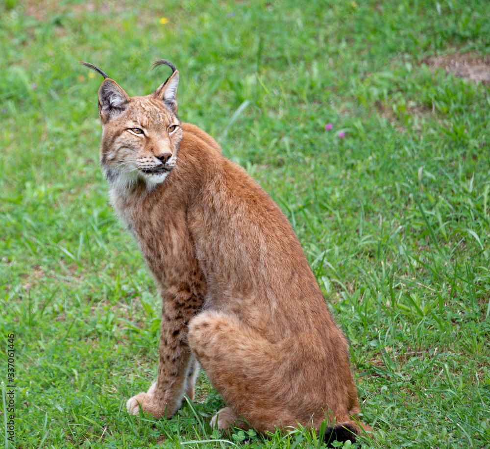 Obraz premium lynx sitting in the green grass
