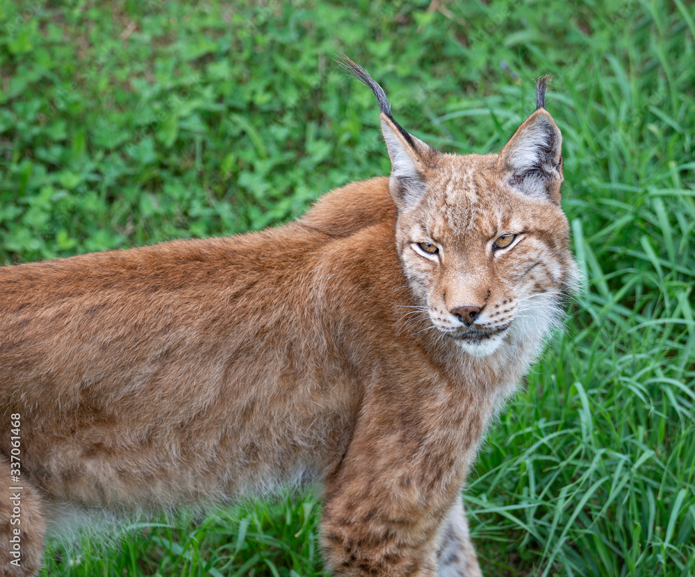 Naklejka premium lynx sitting in the green grass