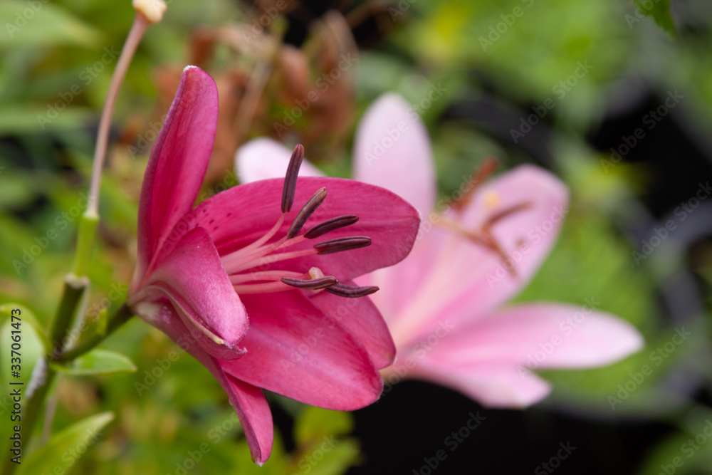aisatic lily profile aisatic lily profile