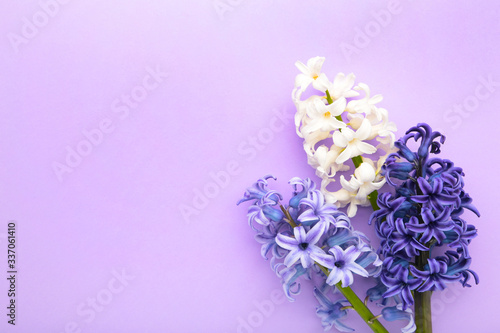 Bunch of hyacinths flower on a purple background.
