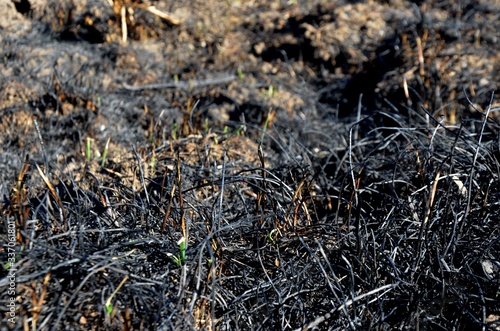close up burned dry grass on the field. ash and black grass after burning grass in the meadow