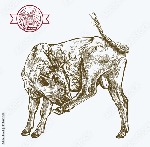 breeding cow. animal husbandry. livestock illustration on a white